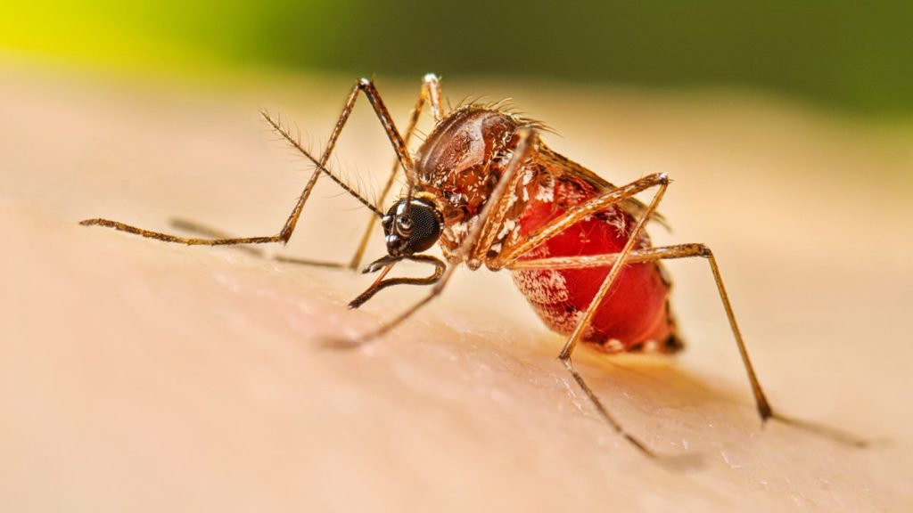 ডেঙ্গুতে আরও ২ মৃত্যু, ২৪ ঘণ্টায় হাসপাতালে ৯৫৫