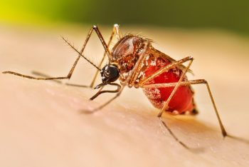ডেঙ্গুতে আরও ২ মৃত্যু, ২৪ ঘণ্টায় হাসপাতালে ৯৫৫